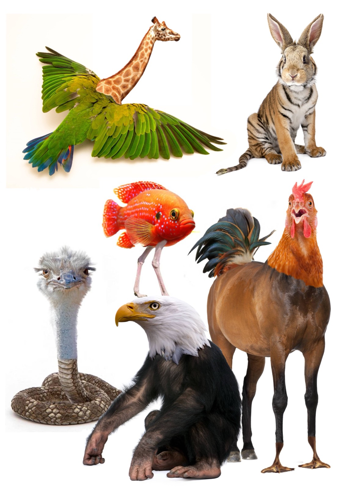 Collage van samengestelde dieren: een giraffe met papegaaienvleugels, een konijn met tijgerstrepen, een struisvogel op een slangenlijf en een haan op paardenpoten
